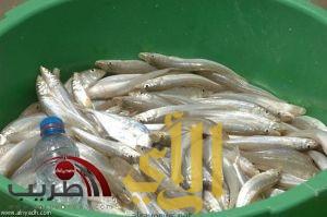 الديزل يرفع أسعار الأسماك والروبيان 400%