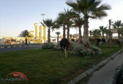 (صور) ممشى بمحافظة خميس مشيط مرعى للأبقار