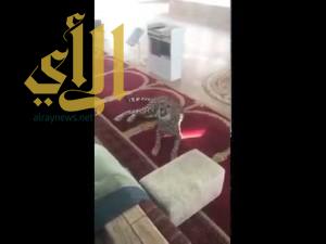 بالفيديو ..”فهد” يفاجئ المصلين في أحد مساجد بريدة