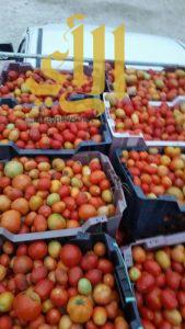 مصادرة 19 طناً من الطماطم الفاسدة في وادي الدواسر