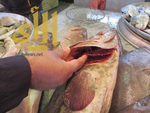 بلدية القطيف: ضبط ومصادرة 227 كيلو جرام من الاسماك التالفة