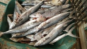 مصادرة ٤٠٠ كيلو من الأسماك غير الصالحة للاستهلاك بأحد المسارحة
