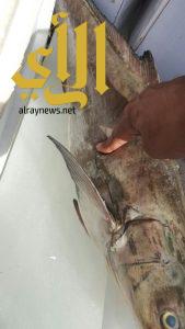 أمانة نجران تباشر بلاغ عن ظبط اسماك يشتبه في سلامتها