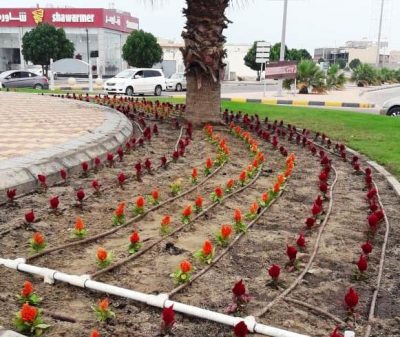 زراعة 80 ألف زهرة متنوعة في طرق وميادين محافظة الخفجي