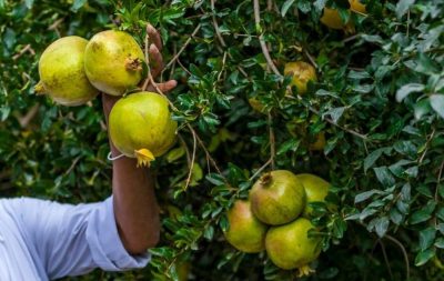 مجلس إدارة الجمعية التعاونية الزراعية ببلجرشي يعقد اجتماعة عن بعد