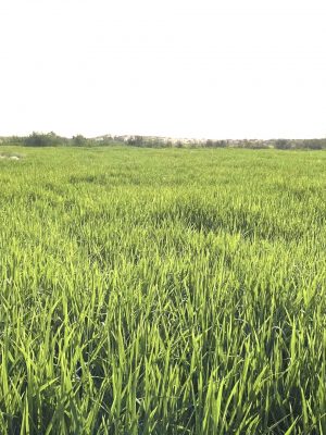 “الرأي ” ترصد زراعة الرز الحساوي في الاحساء