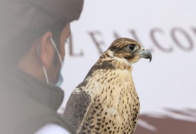 منافسات ساخنة في ملواح مهرجان #الملك_عبدالعزيز للصقور بيومه الرابع