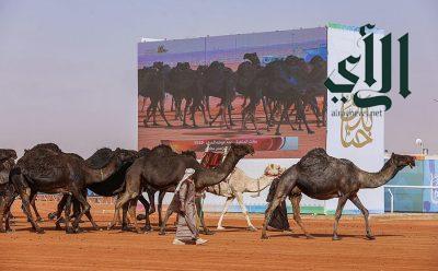 مهرجان الملك عبدالعزيز للإبل يجذب مختلف الأعمار لحضور منافساته وفعالياته