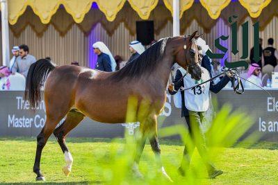 انطلاق منافسات العرض الدولي الخامس لجمال الخيل العربية الأصيل