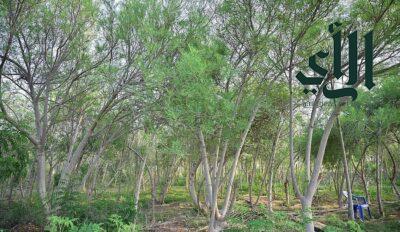 شجرة المورينجا في جازان.. قيمة صحية وغذائية ومنظر جمالي بديع