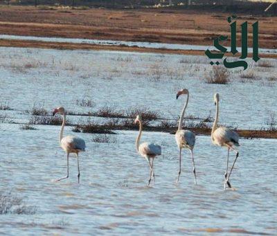 هيئة تطوير محمية الملك سلمان بن عبدالعزيز الملكية ترصد نوعين جديدين من الطيور داخل حدودها