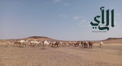 هيئة تطوير محمية الملك سلمان بن عبدالعزيز الملكية تخرج الإبل السائبة من منطقة الخنفة