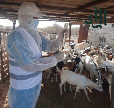 وقاء عسير” يبدأ حملة التحصين لأكثر من مليون رأس ماشية ضد مرض الحمى القلاعية لعام 2024م 