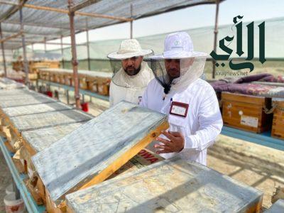 زراعة الشرقية تطلق مبادرة إنتاج عسل المانجروف للموسم الرابع 2024م
