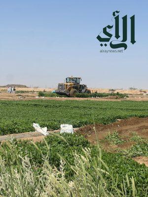 إزالة 4 مزارع بمكة تُسقى بمياه الصرف الصحي.. على مساحة 70 ألف متر مربع