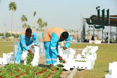 تكثيف الجهود الزراعية بشوارع الخبر