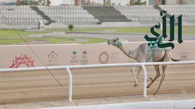 مهرجان ولي العهد للهجن بالطائف .. “الشبله” تخطف التوقيت الأفضل في فئة الجذاع