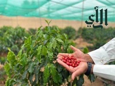 أكثر من 94 الف شجرة البن بمنطقة نجران