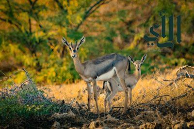 محمية جزر فرسان.. عودة الطبيعة في ربيع محميتها