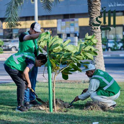 بلدية القطيف تعزز الغطاء النباتي بزراعة 34 ألف شجرة ضمن مبادرة شرقيتنا خضراء