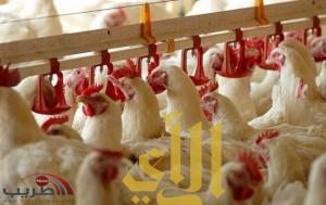 “التجارة” تسترد الإعانة المقررة عند تصدير الدجاج