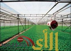 “تالا” السعودية توسع نشاطها الزراعي في السودان