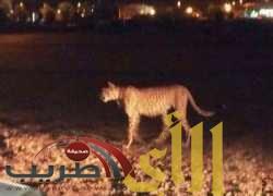 حالة استنفار في شوارع المدينة المنورة بسبب نمر طليق