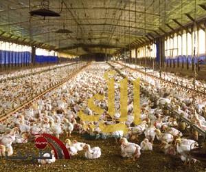 تكاليف الإنتاج وتحكم الموزعين يرفعان أسعار الدجاج والبيض في عسير