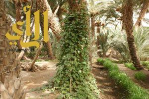 ” الشام ” الثمرة الشتوية في وادي الدواسر